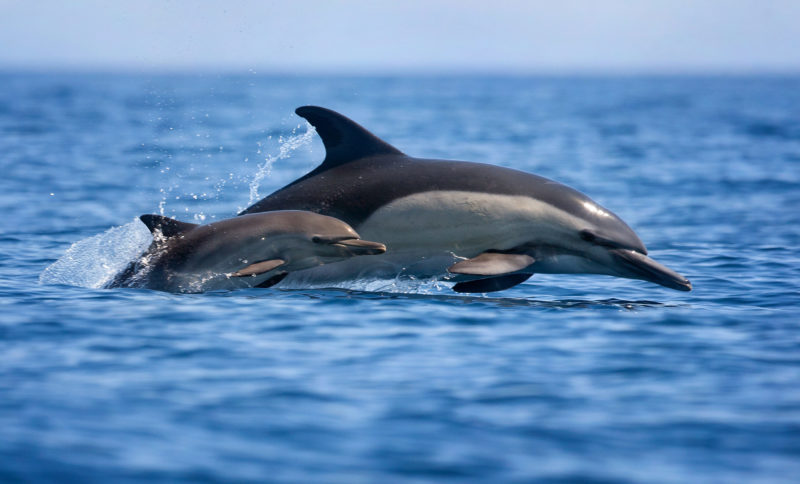 6 ways Venturans and dolphins are a lot alike 6 ways Venturans and dolphins are a lot alike