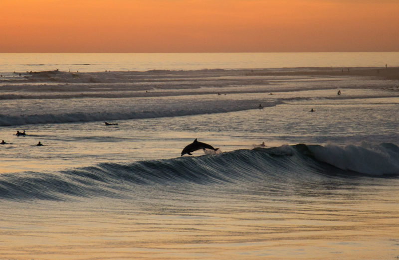6 ways Venturans and dolphins are a lot alike 6 ways Venturans and dolphins are a lot alike