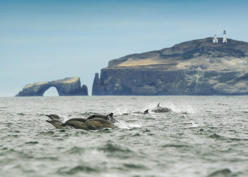 6 ways Venturans and dolphins are a lot alike 6 ways Venturans and dolphins are a lot alike