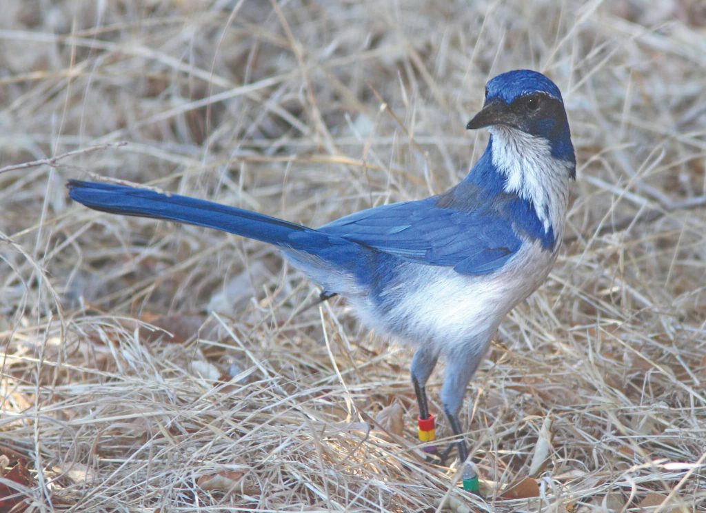 A Beginner's Guide to a Day Trip at the Channel Islands Island scrub jay are edemic to Santa Cruz Island