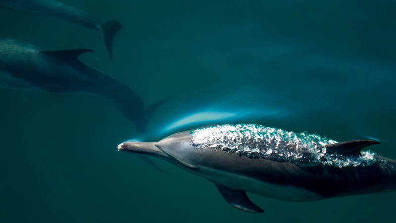 6 ways Venturans and dolphins are a lot alike 6 ways Venturans and dolphins are a lot alike