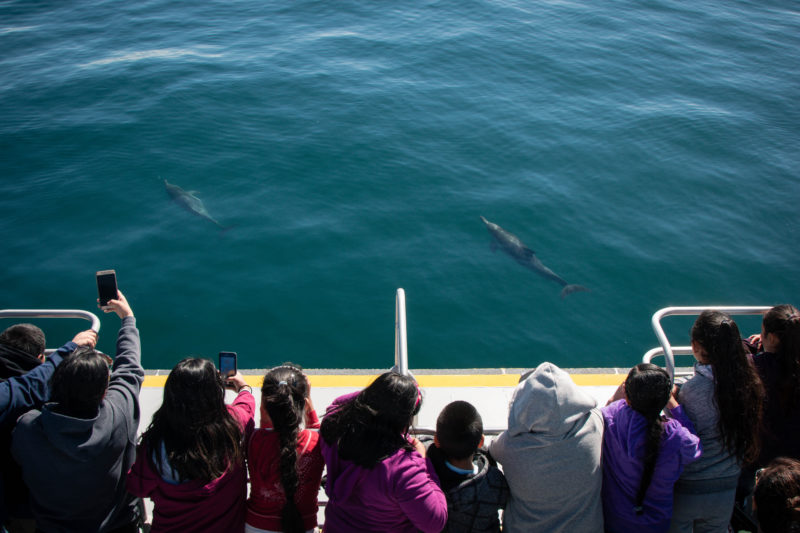 6 ways Venturans and dolphins are a lot alike 6 ways Venturans and dolphins are a lot alike