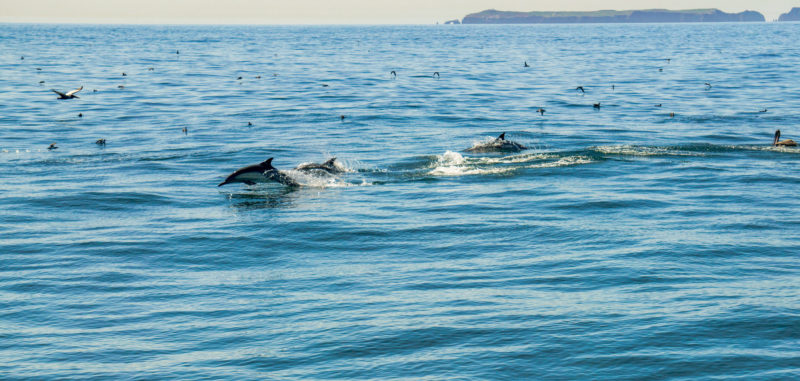 6 ways Venturans and dolphins are a lot alike 6 ways Venturans and dolphins are a lot alike