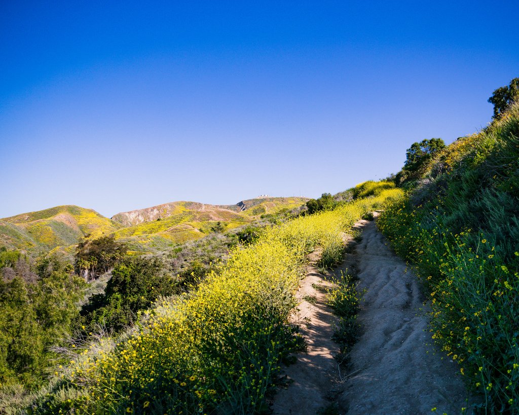 Where To See Wildflowers in Ventura, CA | Ventura Outdoors and Parks Where To See Wildflowers in Ventura, CA | Ventura Outdoors and Parks