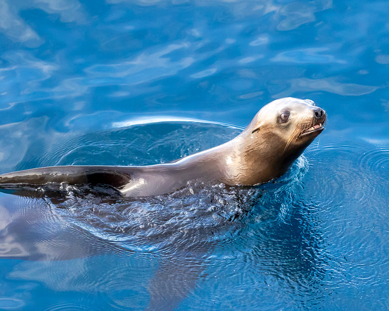 A Beginner's Guide to a Day Trip at the Channel Islands California Sea Lions