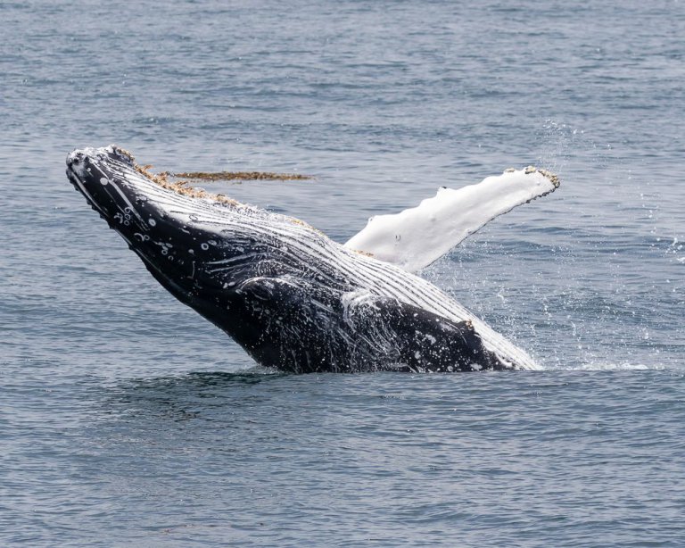 Summer's Here, and the Time is Right for Blue Whales off Ventura Summer's Here, and the Time is Right for Blue Whales off Ventura