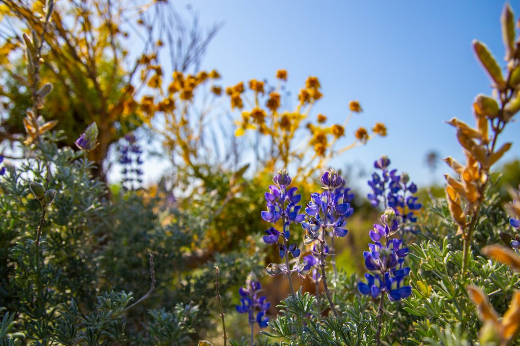 Where To See Wildflowers in Ventura, CA | Ventura Outdoors and Parks Field of different flower species found near the channel island national park visitor center