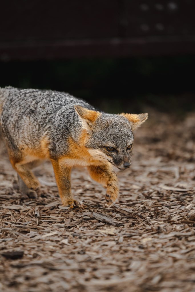 A Beginner's Guide to a Day Trip at the Channel Islands Island Foxes on Santa Cruz Island