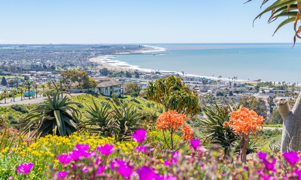 Where To See Wildflowers in Ventura, CA | Ventura Outdoors and Parks Wildflowers at the Botanical Gardens in Ventura during the wildflower bloom season