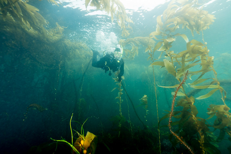 A Beginner's Guide to a Day Trip at the Channel Islands Things to Do Scuba Diving at Channel Islands