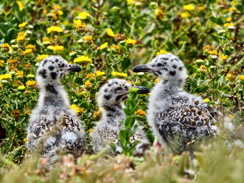 A Beginner's Guide to a Day Trip at the Channel Islands What to see on Anacapa Island: Western Gulls