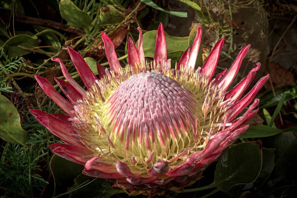 4 Unique Plants to Check out at Ventura Botanical Gardens Unique Plants in Ventura Botanical Gardens