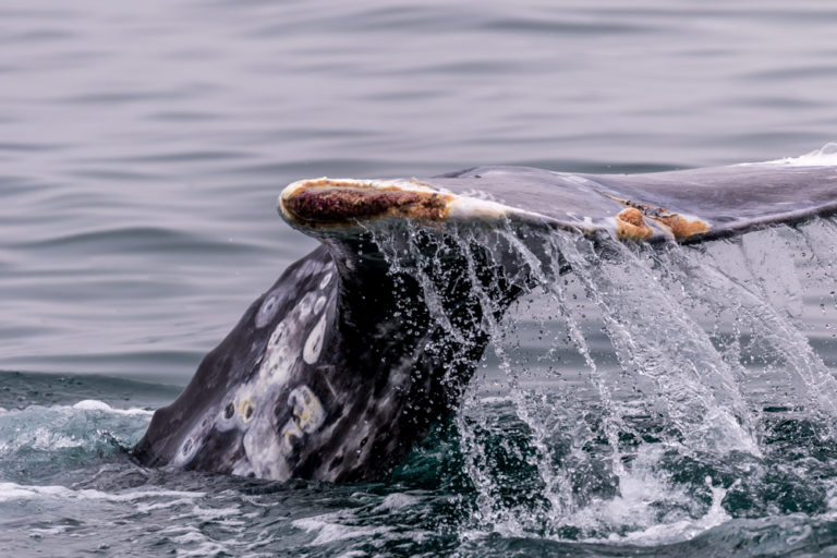 Winter is Ventura’s Whale of a Time Gray Whale Tail _Lotti Keen 2D6A8824-1-2