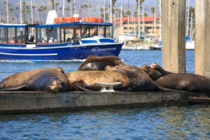 5 Ways to Vacay Seaside sea lions ventura harbor village