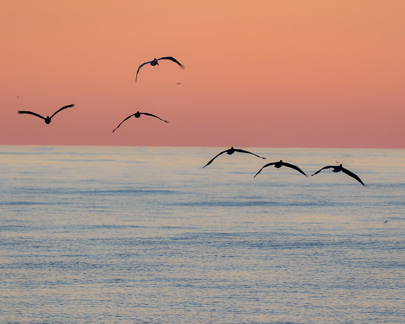 A Beginner's Guide to a Day Trip at the Channel Islands Brown Pelicans at Anacapa Island